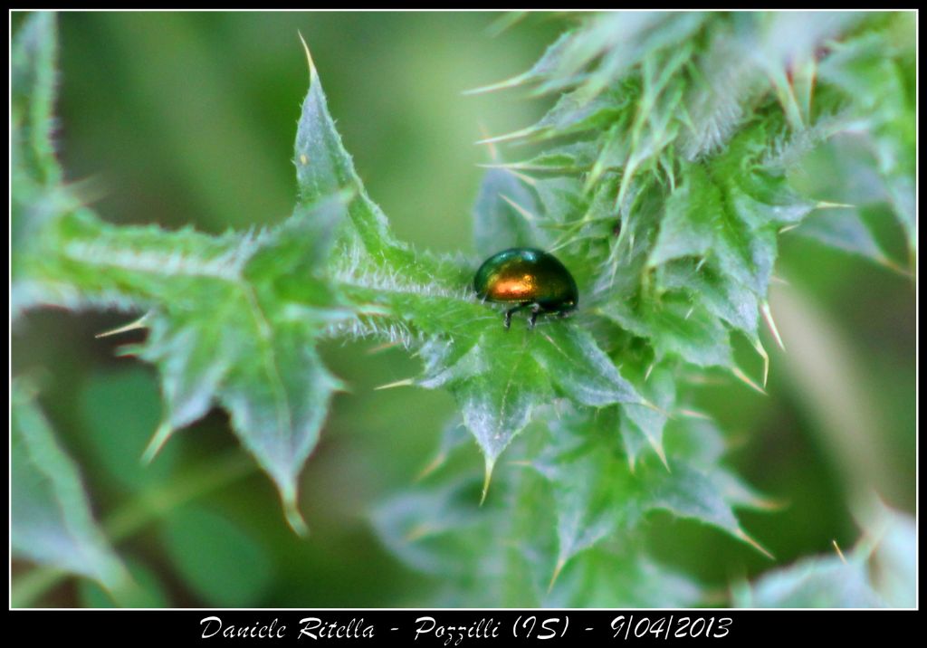 Chrysolina sp., forse C. menthastri